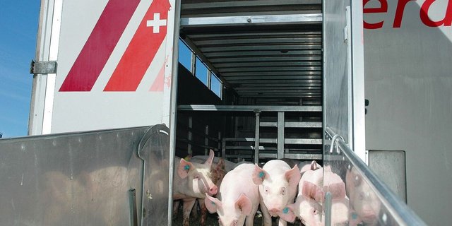 Neuer Lebensabschnitt: Verschiedene Massnahmen helfen den jungen Mastschweinen bei einem möglichst stressfreien Start.