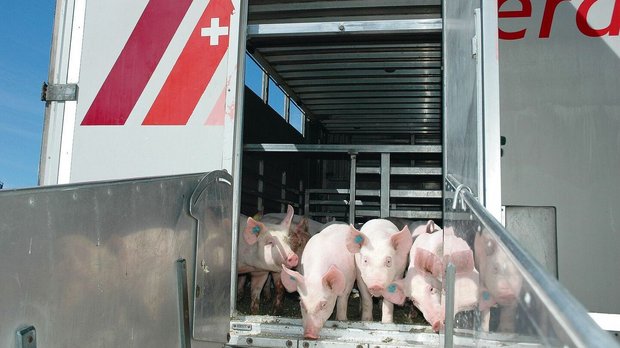 Neuer Lebensabschnitt: Verschiedene Massnahmen helfen den jungen Mastschweinen bei einem möglichst stressfreien Start.