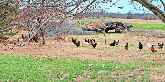 Die Hühner können sich auf dem Hof frei bewegen, wie es ihnen gefällt. Das geht zulasten der Blumen im Garten, weshalb Melanie Annegers Reinmann nun einen Zaun bauen will. 
