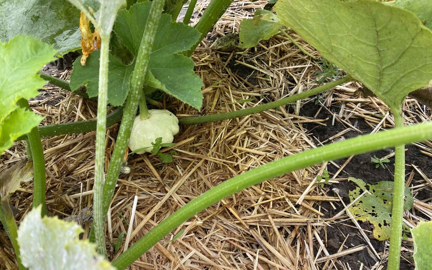 Weich auf Stroh gebettet gedeiht ein Patisson. 