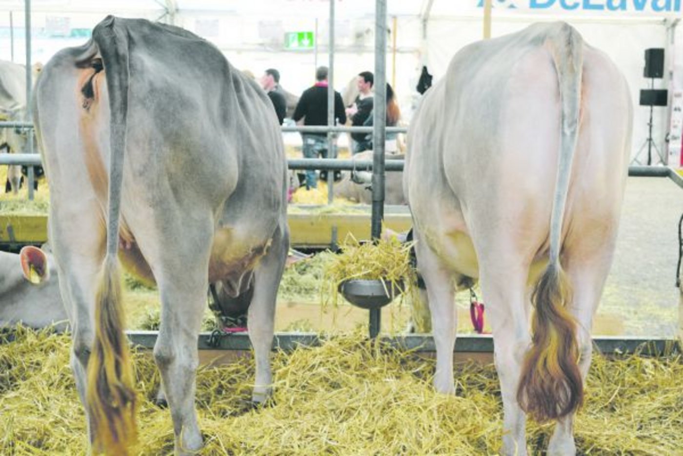 Ein Bild, das anlässlich der letzten Bruna in Zug entstand. Rinder, die am Trinken gehindert wurden. Braunvieh Schweiz hat nach Erhalten des Bildes beim Aussteller die Gründe für diese Massnahmen nachgefragt. (Bild Peter Fankhauser)