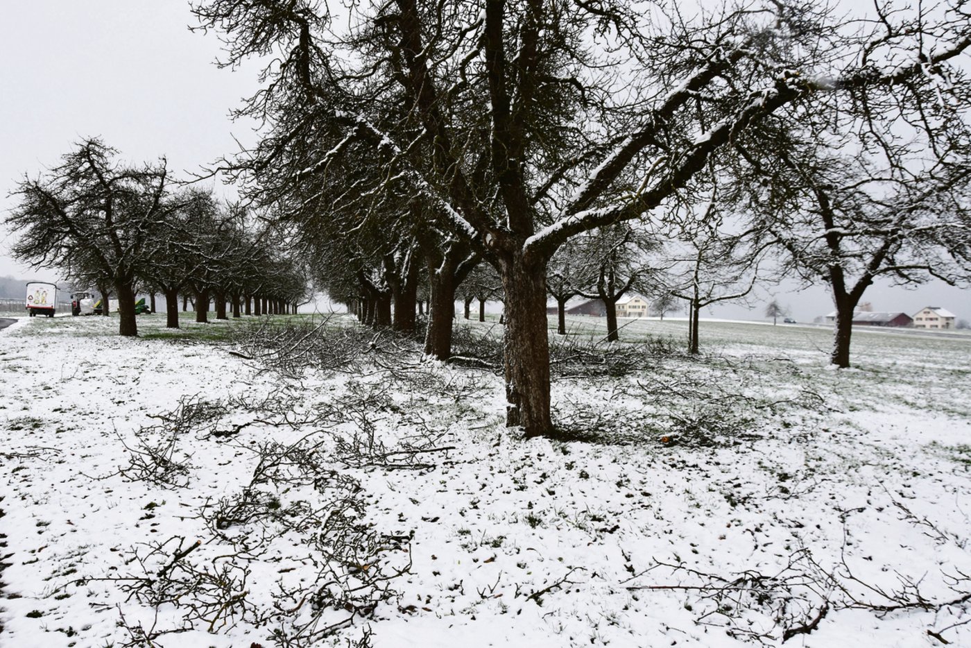 Die Obstanlage von Ruedi Berger ist 70 Aren gross und wurde in den 1950er-Jahren angelegt.