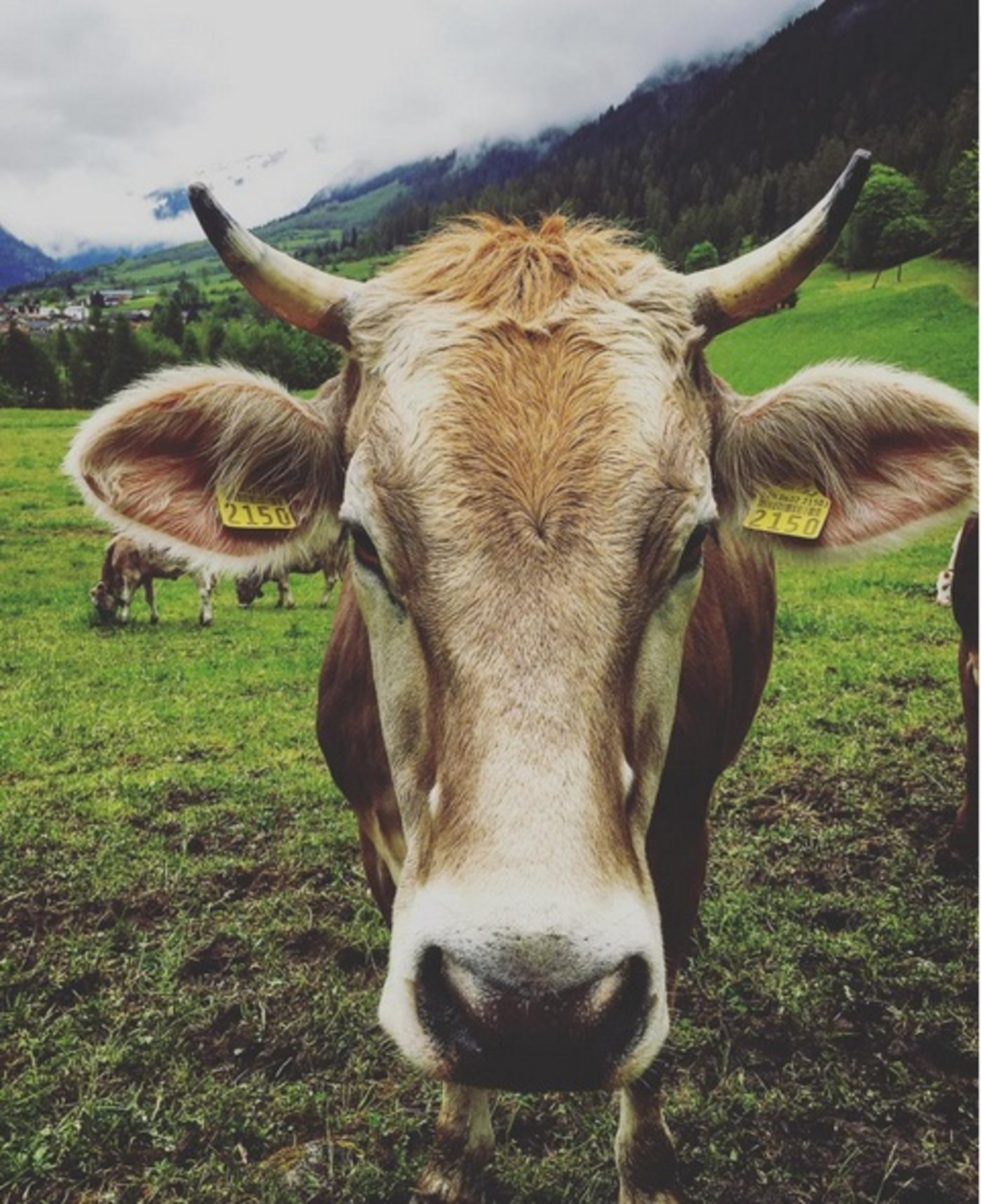 und auch von dieser "schönen Bergkuh", wie er schreibt. 
