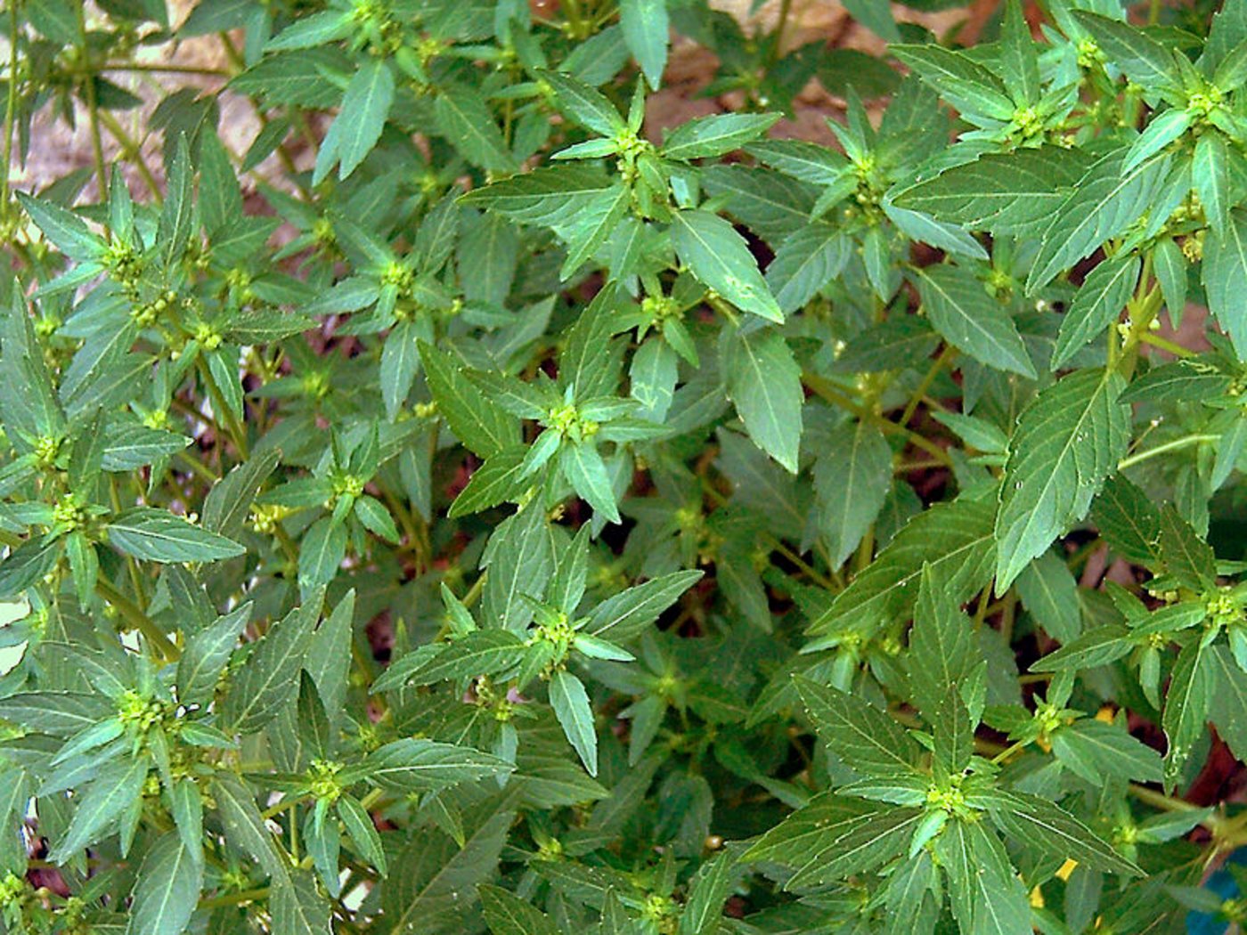 Das Einjährige Bingelkraut (Mercurialis annua). (Bild Javier Martin/Wikipedia)