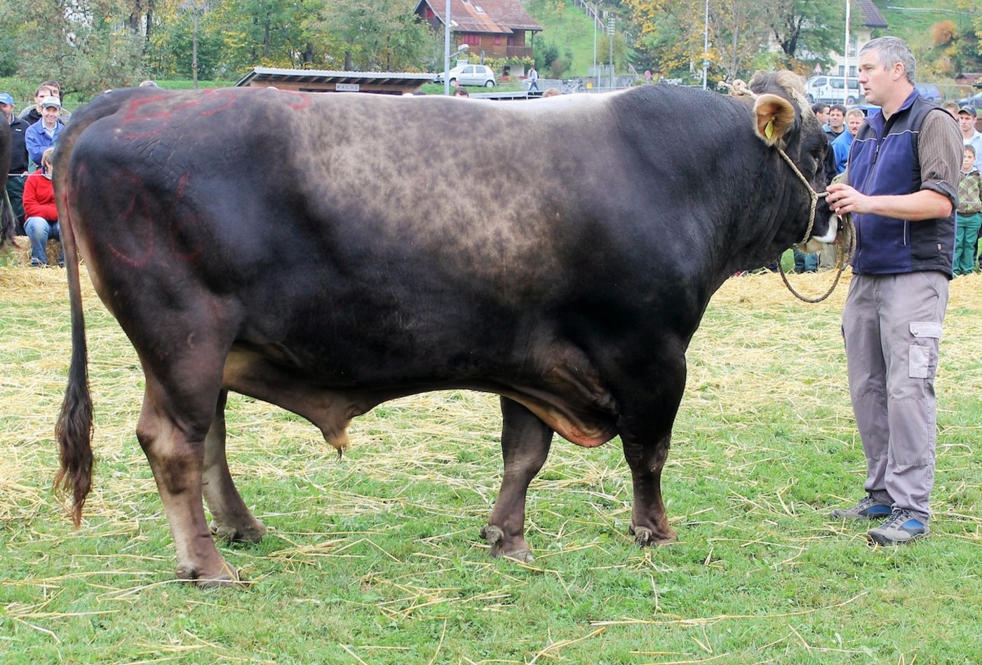 Der imposante Glenn Marc von Josef Kiser, Ennetmoos holte zum vierten Mal den Mister Titel.