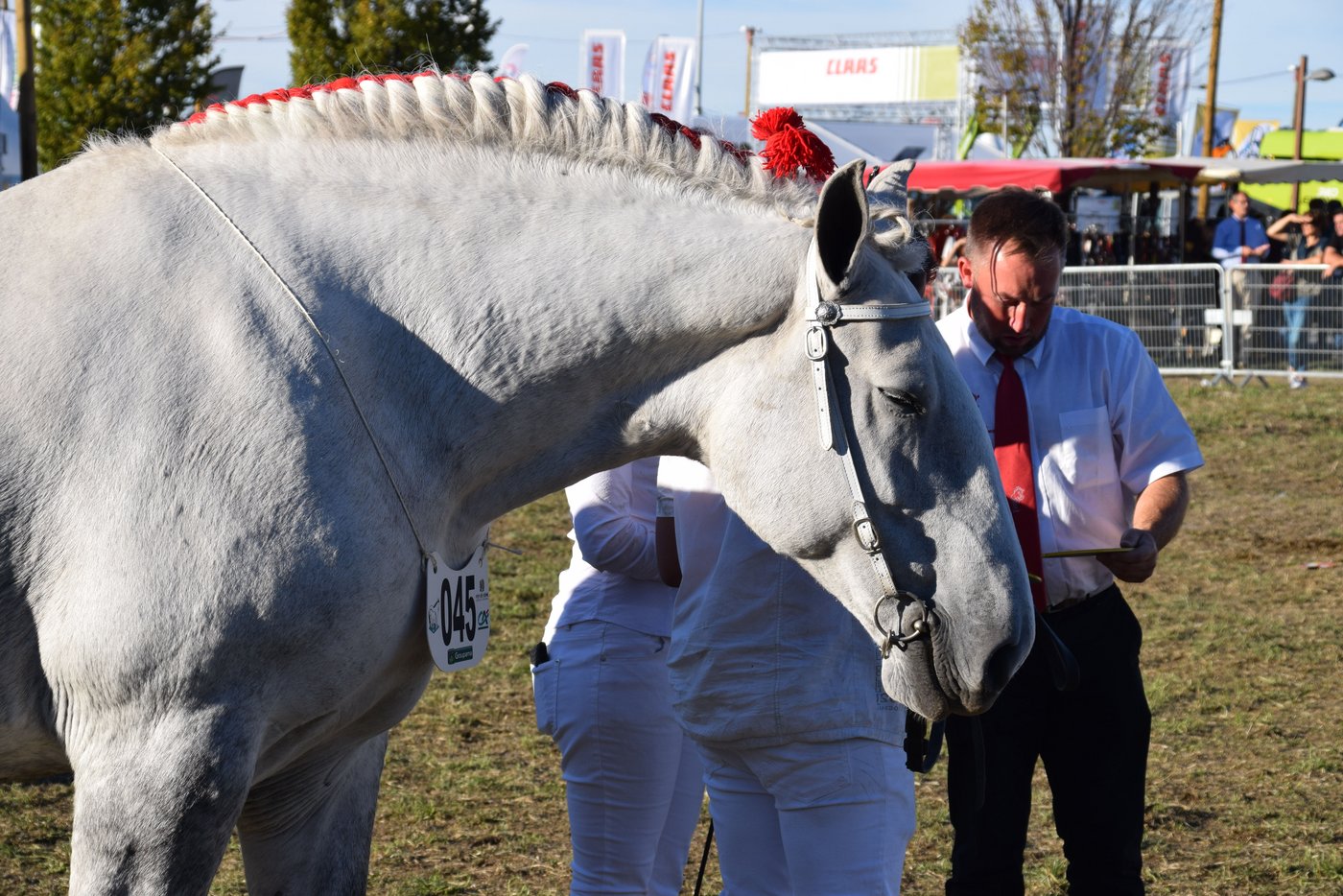 Die grossen Riesen zeigten sich ob der Menschenmasse unbeeindruckt.