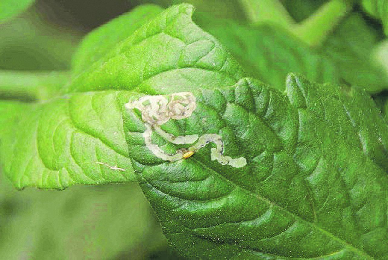 Mine einer Larve der Liriomyza-Minierfliege und ihre hellbraune Tönnchenpuppe an einem Tomatenblatt. (Bild Agroscope)
