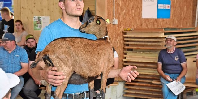 Starke Genetik von Morgen: Viele Gitzi fanden zwischen 500 und 1000 Franken einen Käufer. 