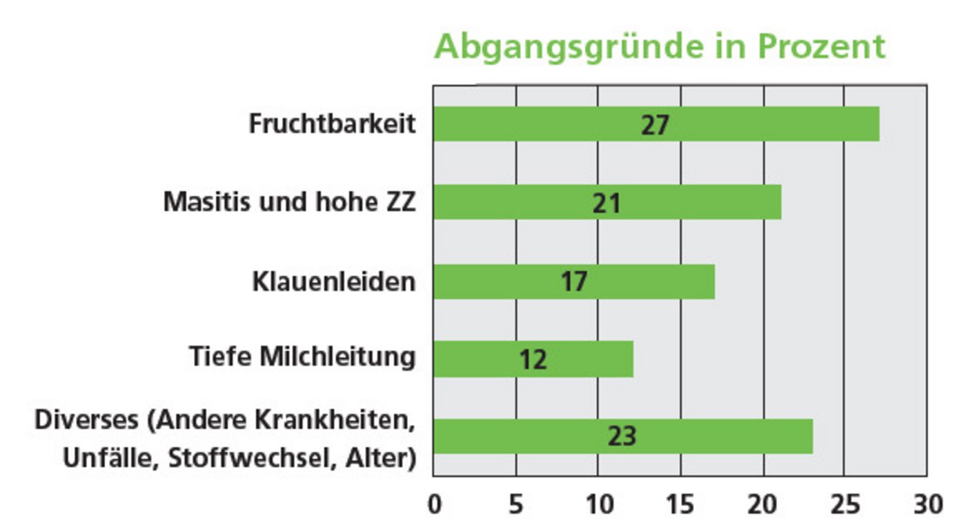 Fruchtbarkeitsproblem, Euter- und Klauenerkrankungen sowie eine ungenügende Milchleistung sind die häufigsten Abgangsgründe bei Milchkühen. (Bild Annelise Hever)