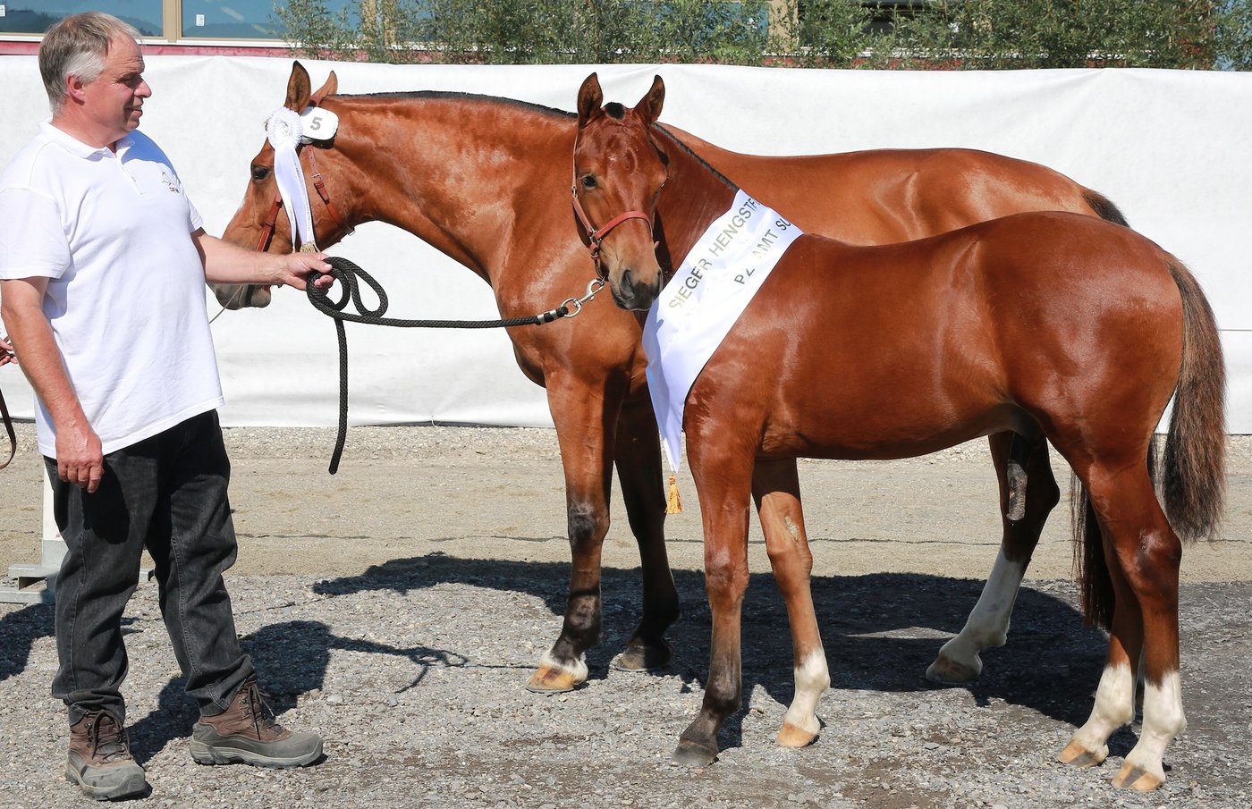 Das Sempacher Siegerhengstfohlen: Don Camarao v. Cherhof im Besitz von Hansruedi Kunz, Ruswil. (Bild Karin Rohrer)