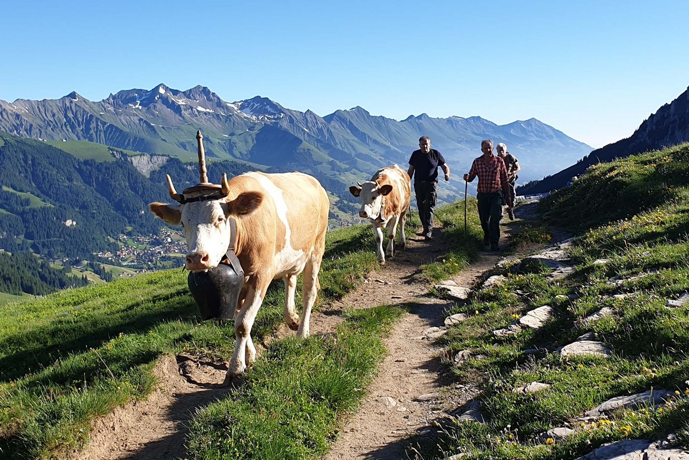 Oben angekommen ist nicht nur das Panorama einmalig. Die Tiere freuen sich auch auf das frische Gras.