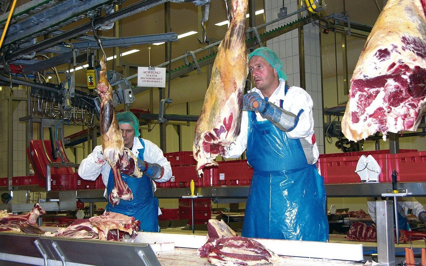 Die Proteine aus Schlacht-Nebenprodukten sollen in der Hühner- und Schweinefütterung wieder zum Einsatz kommen. Tiermehl aus der Rindviehzerlegung (im Bild) bleibt aber ausgeschlossen. 