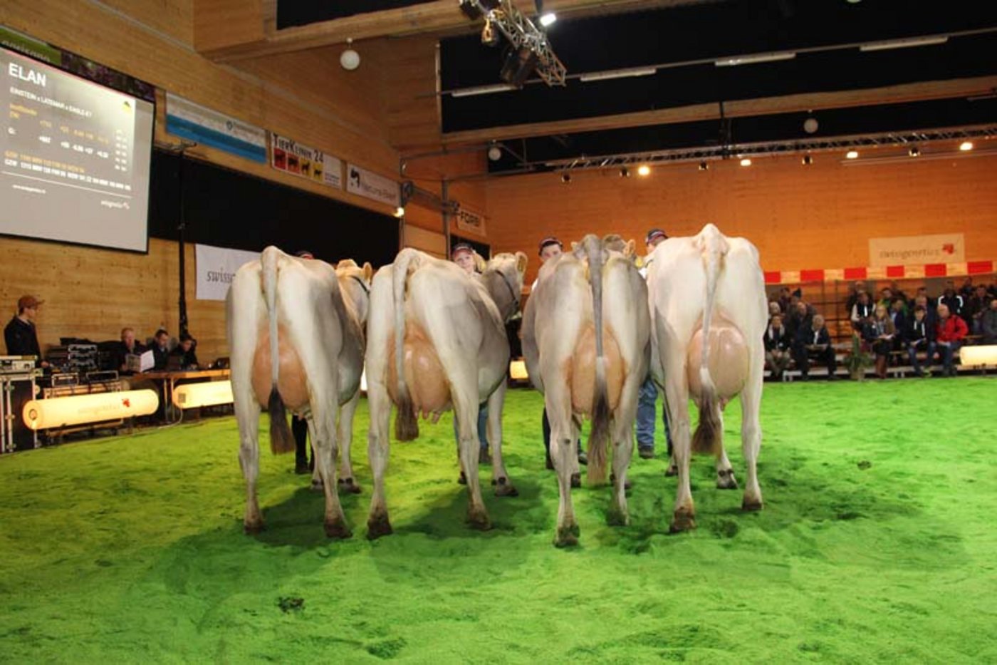 Töchter vom Brownswiss-Stier Elan.