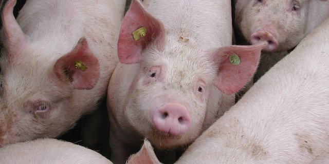 Der Schweinemarkt in China, erholt sich langsam wieder.. (Bild BauZ) 