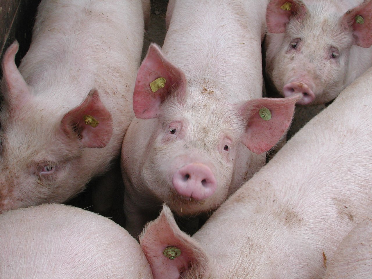 Der Schweinemarkt in China, erholt sich langsam wieder.. (Bild BauZ) 
