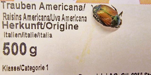 Gemäss BLW kommt es öfters vor, dass Japankäfer in Früchten aus Italien durch die Alpen mitreisen. 