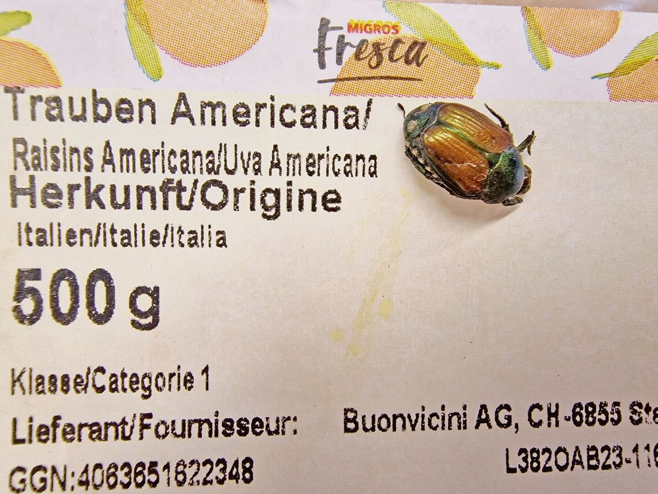 Gemäss BLW kommt es öfters vor, dass Japankäfer in Früchten aus Italien durch die Alpen mitreisen. 
