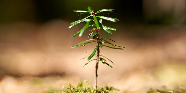 Da sie trocken-resistenter ist als andere Nadelbäu0me, sehen Forscher die Weisstanne (Abies alba) als Waldbaum der Zukunft. Die Entschlüsselung des Erbguts bringt einige Vorteile für die Praxis mit sich. (Bild Waldzeit.ch)