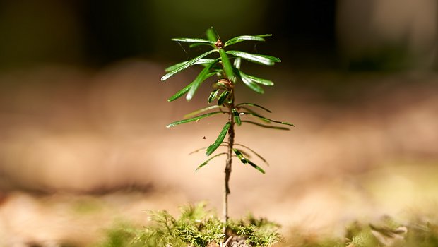 Da sie trocken-resistenter ist als andere Nadelbäu0me, sehen Forscher die Weisstanne (Abies alba) als Waldbaum der Zukunft. Die Entschlüsselung des Erbguts bringt einige Vorteile für die Praxis mit sich. (Bild Waldzeit.ch)