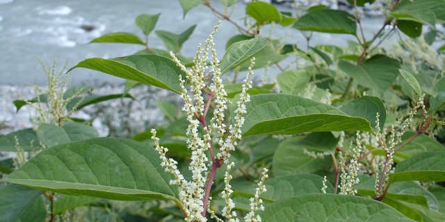 Im Kampf gegen den Japanischen Knöterich vermeldet der Kanton Uri gewisse Erfolge. (Bild zVg)