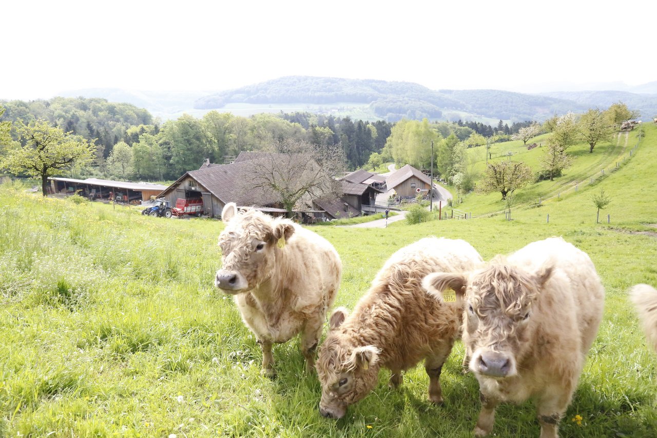 Die Galloway-Rinder sind besonders gute Futterverwerter und fressen am liebsten Gras, Heu oder Silage. Bei schönem Wetter können die Galloway-Rinder vom Hof Baregg die Aussicht bis in die Berner Alpen geniessen.