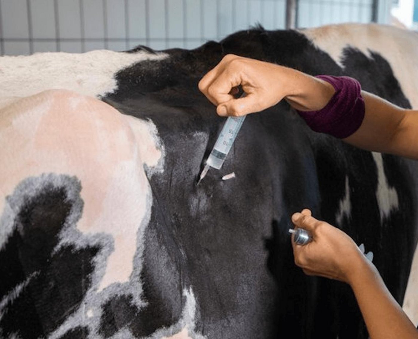 Heutzutage wird vieles über das Internet bestellt. Medikamente für Tiere aber besser nicht. (Symbolbild BauZ)