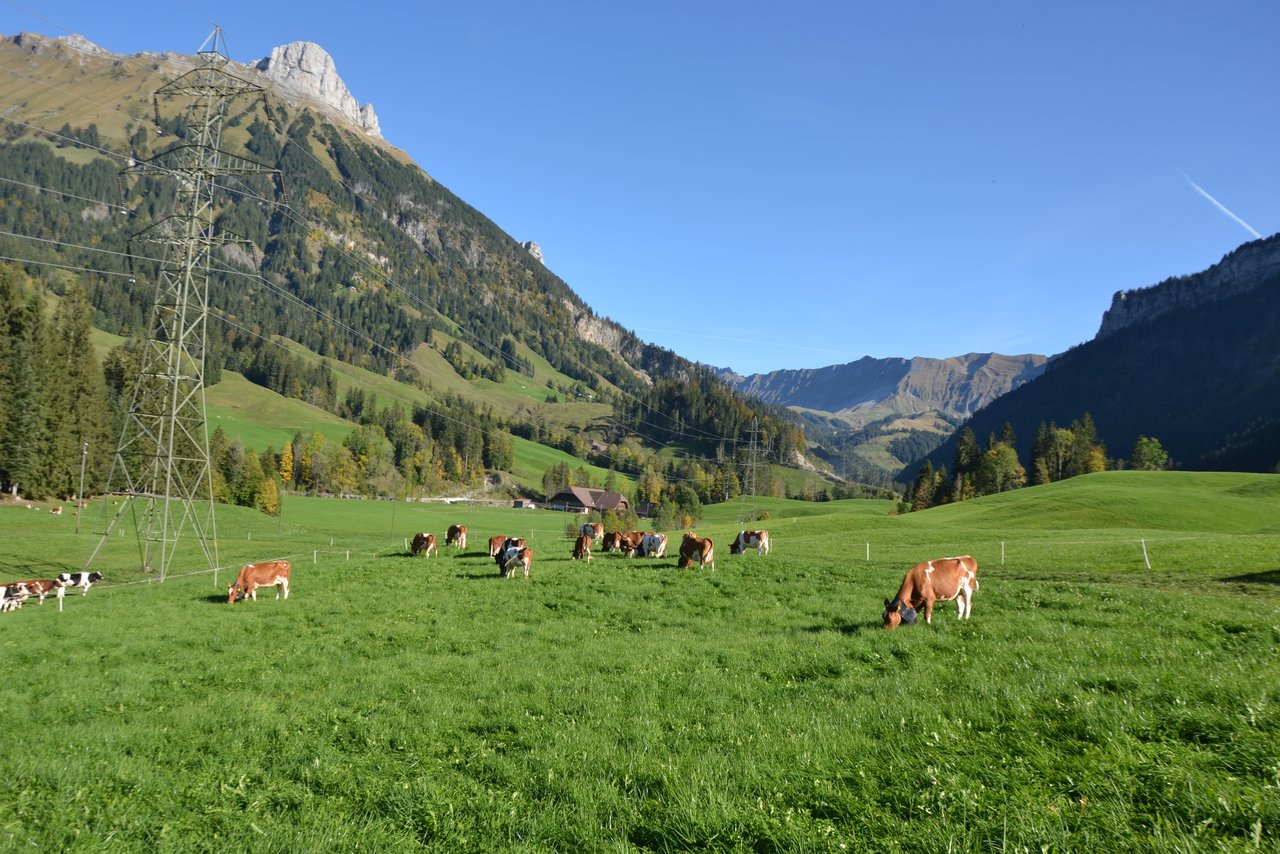Nach der Schau geniessen die Kühe das frische Gras zu Hause. (Bilder Peter Fankhauser)