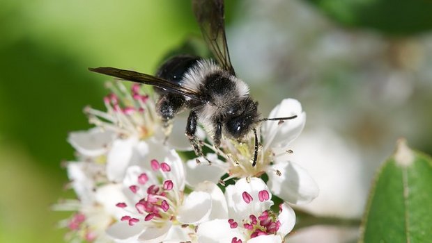 In der Schweiz gibt es 600 Arten Wildbienen, aber über die Hälfte der wertvollen Bestäuber ist hierzulande bedroht. (Bild Pixabay)