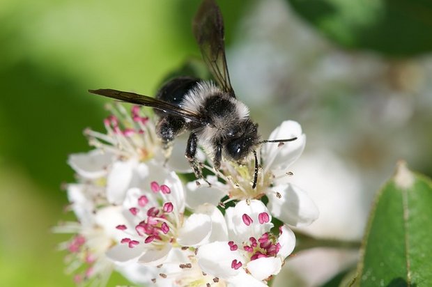 Bilanz 2019: Wildbiene verliert, Borkenkäfer und Goldschakal gewinnen In der Schweiz gibt es 600 Arten Wildbienen, aber über die Hälfte der wertvollen Bestäuber ist hierzulande bedroht. (Bild Pixabay)
