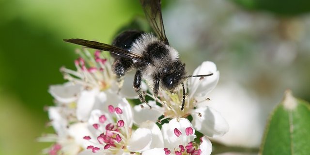 In der Schweiz gibt es 600 Arten Wildbienen, aber über die Hälfte der wertvollen Bestäuber ist hierzulande bedroht. (Bild Pixabay)