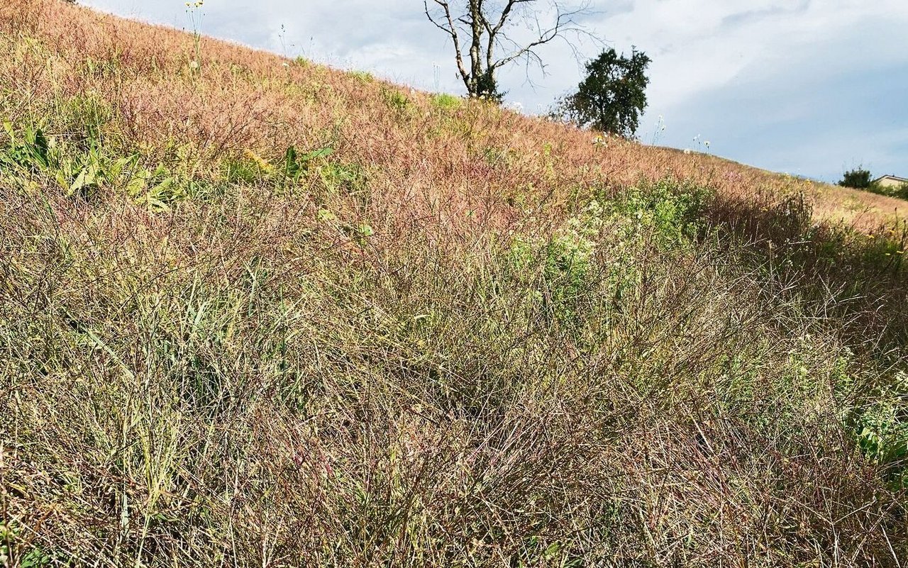 So sah es diesen Herbst an vielen südexponierten und trockenen Hanglagen in der Innerschweiz aus. Im nächsten Frühjahr sind Massnahmen für eine dichte Grasnarbe notwendig. 