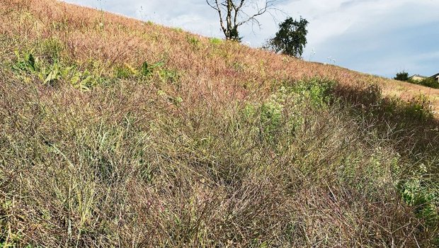 So sah es diesen Her So sah es diesen Herbst an vielen südexponierten und trockenen Hanglagen in der Innerschweiz aus. Im nächsten Frühjahr sind Massnahmen für eine dichte Grasnarbe notwendig.