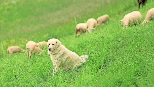 Herdenschutz, wie beispielsweise Herdenschutzhunde, ist gemäss Ruedi Fässler zwar nötig, verliert aber bei einem zu grossen Druck durch Grossraubtiere seine Wirkung.