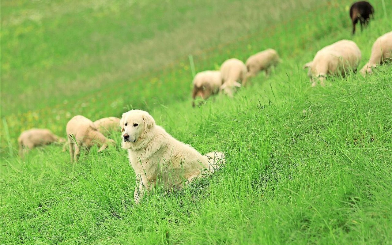 Herdenschutz, wie beispielsweise Herdenschutzhunde, ist gemäss Ruedi Fässler zwar nötig, verliert aber bei einem zu grossen Druck durch Grossraubtiere seine Wirkung.