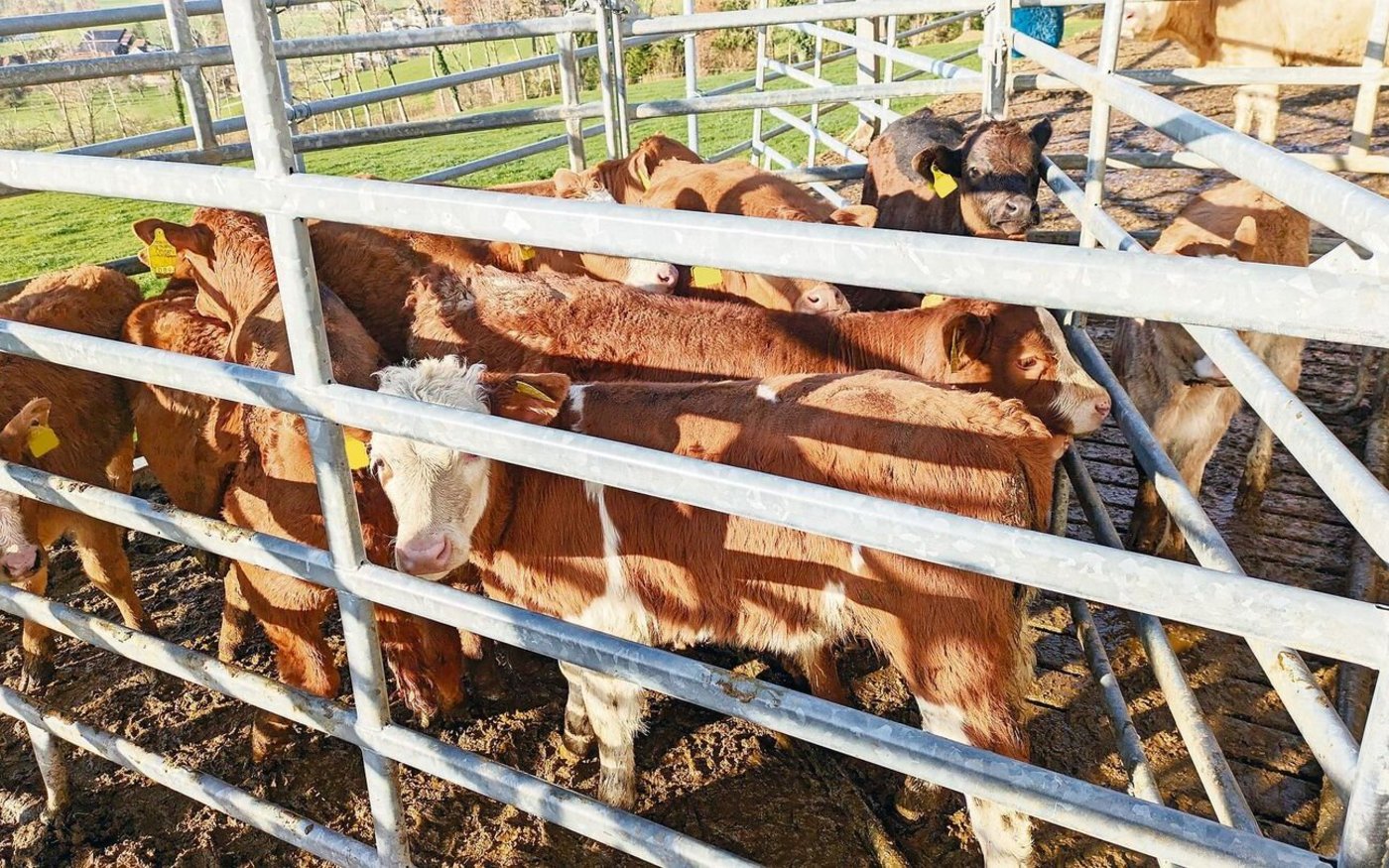 Mensch und Tier brauchen ein bisschen Geduld, wenn es ans Wägen geht. 