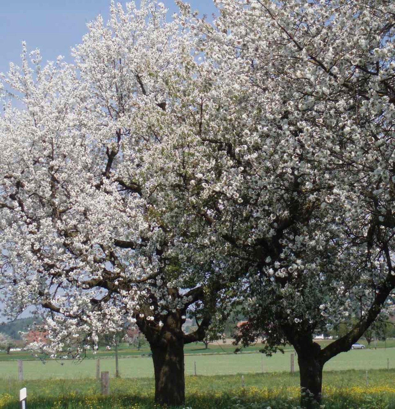 Die "Schauenburger", ein selten gewordener, stattlicher Baum in der Kulturlandschaft des Baselbiets und des Fricktals. (Bild BauZ)