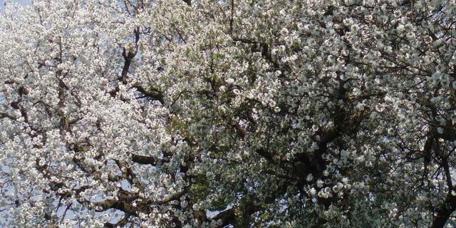 Die "Schauenburger", ein selten gewordener, stattlicher Baum in der Kulturlandschaft des Baselbiets und des Fricktals. (Bild BauZ)