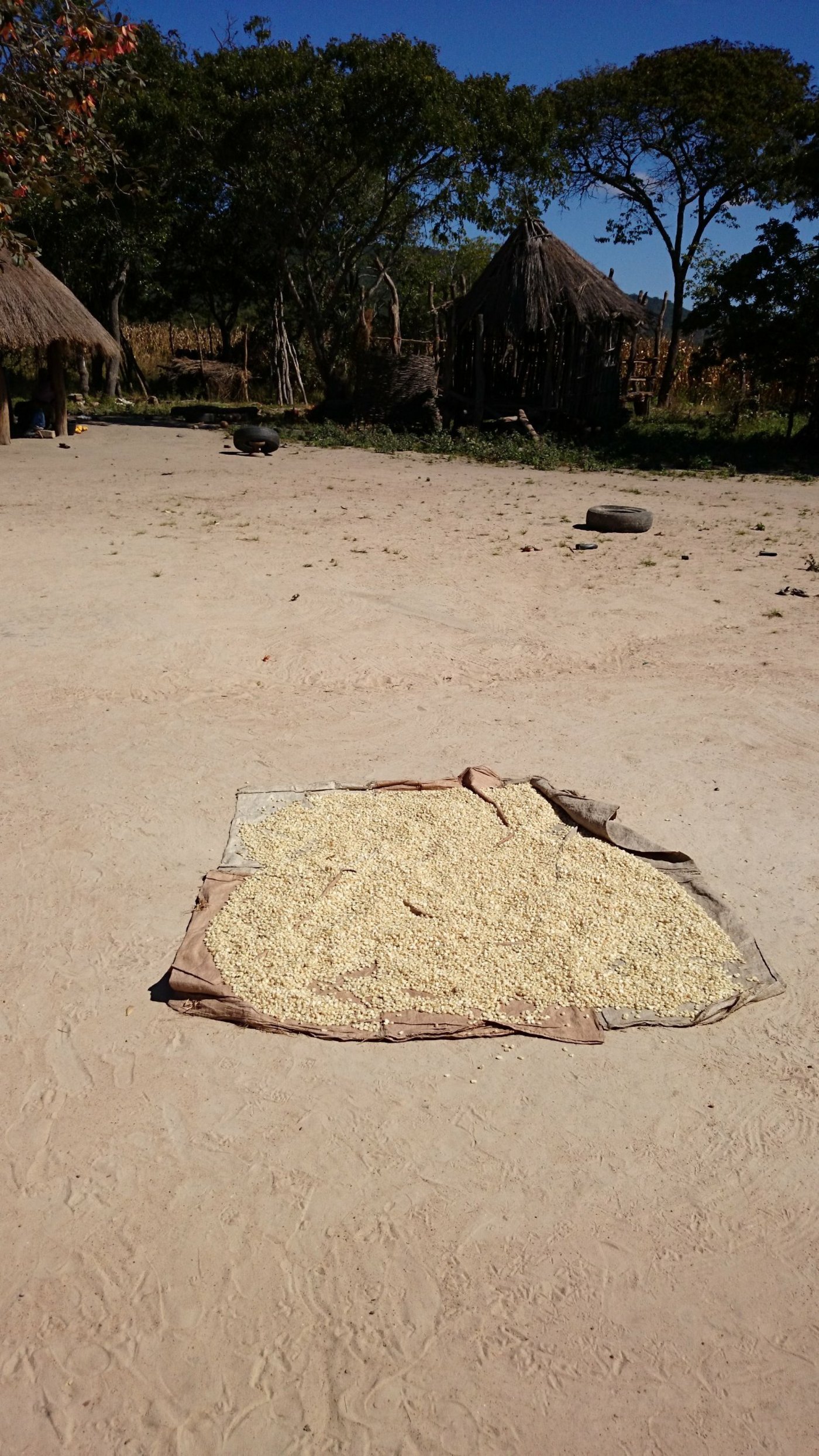 Maistrocknungsanlage: Der weisse Mais wird nach der Sonnentrocknung zu Maismehl gemahlen, das für die Zubereitung des Nationalgerichts Nshima verwendet wird. Nshima ist für die grosse arme Mehrheit der Bevölkerung das tägliche Grundnahrungsmittel und gilt für viele als die einzige vollwertige Mahlzeit. Die Maispampe wird in der rechten Hand zu Kugeln geformt, die fürs Aufladen der Beilage mit dem Daumen eingewölbt werden. Als Beilage werden Gemüse, Rindfleisch, Huhn oder Fisch an Sauce gegessen.