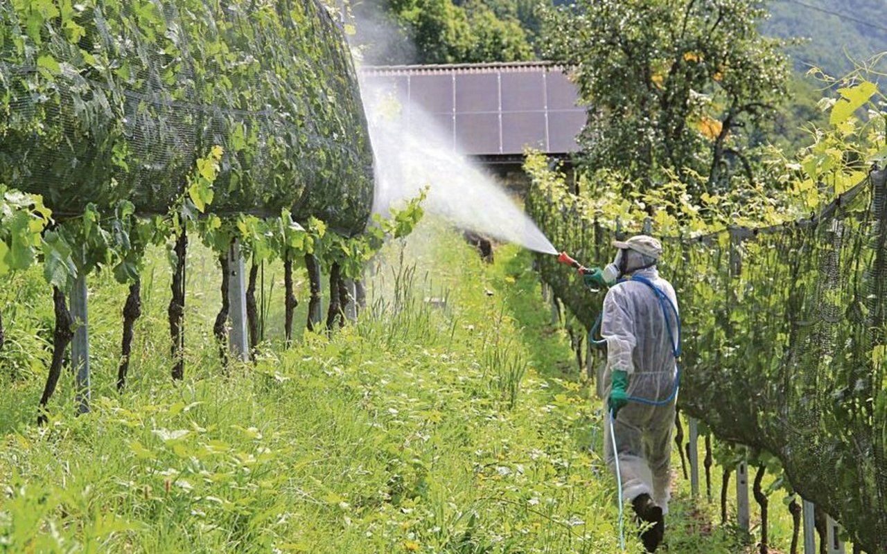 Möglichst nah an der Laubwand und gegen das Parzelleninnere behandeln. Das gilt im Obst- und Weinbau.