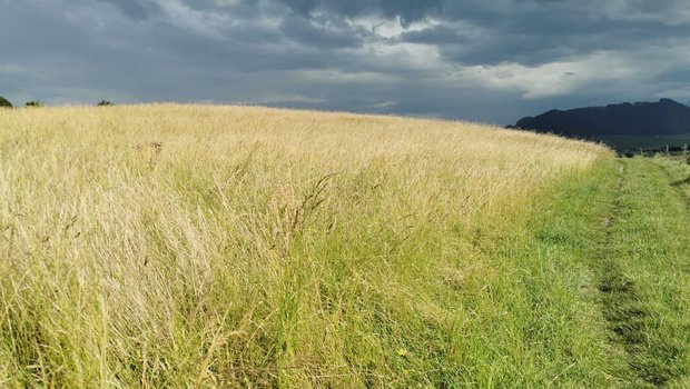 Bei der Mahd muss auch immer das Wetter mitspielen: Dieses reife, goldgelbe Ökoheu muss noch warten – da ist Regen im Anzug. (Bild sb)