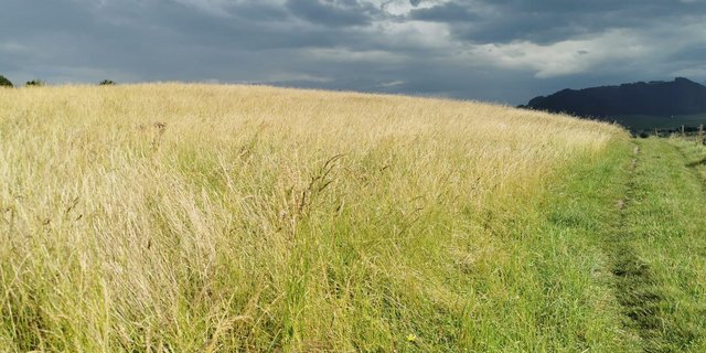 Bei der Mahd muss auch immer das Wetter mitspielen: Dieses reife, goldgelbe Ökoheu muss noch warten – da ist Regen im Anzug. (Bild sb)