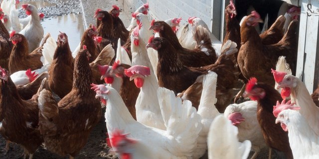 Der Gegenentwurf zur Massentierhaltungs-Initiative des Bundesrats sei nicht gut genug, findet Tier im Fokus. (Bild pixabay)