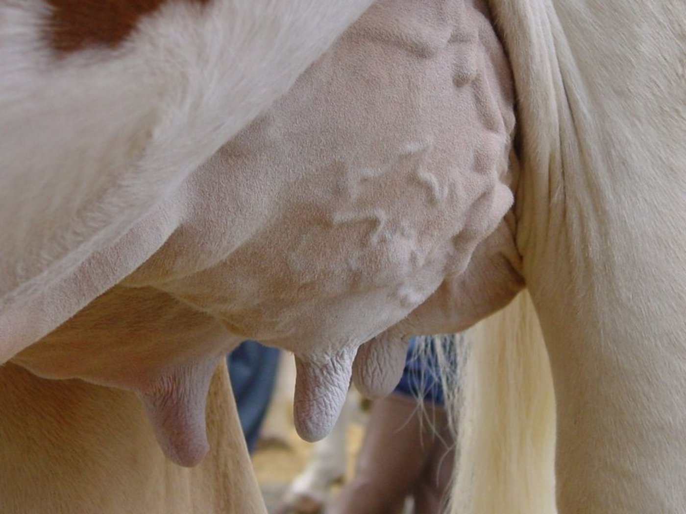 Euter sorgen bei Viehschauen und Ausstellungen immer wieder für Diskussionen. (Symbolbild BauZ)