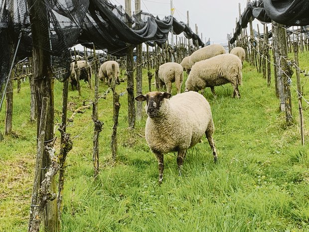 Schafe gegen Frost: Kurzhalten des Unterwuchses, auch durch Beweiden im Rebberg an Hanglagen, trägt dazu bei, dass kalte Luft abfliessen kann. (Bilder Josef Scherer)