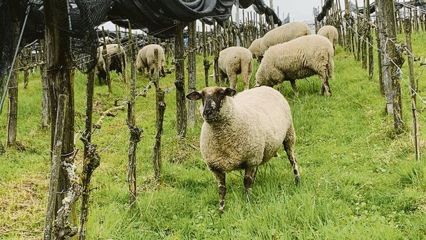 Schafe gegen Frost: Kurzhalten des Unterwuchses, auch durch Beweiden im Rebberg an Hanglagen, trägt dazu bei, dass kalte Luft abfliessen kann. (Bilder Josef Scherer)
