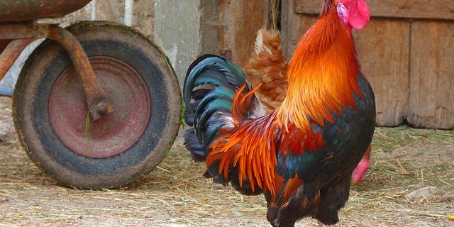 Braucht der Hahn seine Hühner um sich, oder reicht doch Sichtkontakt? Und was genau braucht der Mensch täglich? Die Meinungen sind unterschiedlich. (Symbolbild Pixabay)