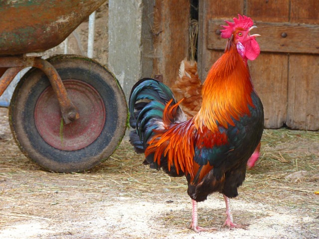 Braucht der Hahn seine Hühner um sich, oder reicht doch Sichtkontakt? Und was genau braucht der Mensch täglich? Die Meinungen sind unterschiedlich. (Symbolbild Pixabay)