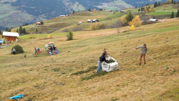 An den Schnuppertagen im November wurde auf der Alp Glivers von Michael Alig in Obersaxen GR z. B. eine gefällte Tanne weggeräumt. (Bild bergsolawi.ch)