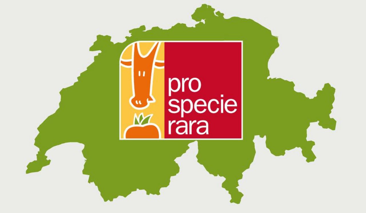 Pro Specie Rara setzt sich für den Erhalt von bedrohten Obstsorten ein. Kürzlich wurde die aktuelle Rote Liste veröffentlicht. (Bild Pro Specie Rara)