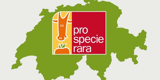 Pro Specie Rara setzt sich für den Erhalt von bedrohten Obstsorten ein. Kürzlich wurde die aktuelle Rote Liste veröffentlicht. (Bild Pro Specie Rara)